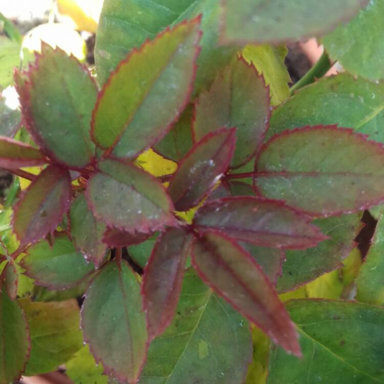 Plant image Rosa 'Old Blush China'