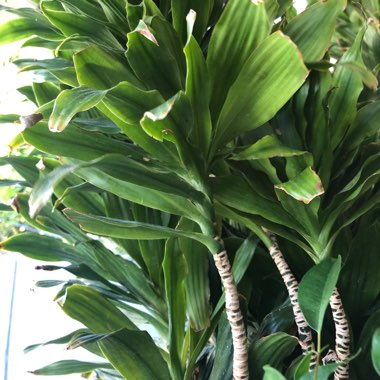 Dracaena deremensis 'Janet Craig Compacta'