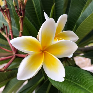 Plumeria rubra White Star Celadine