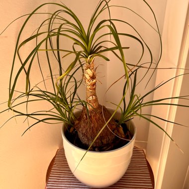 Beaucarnea recurvata