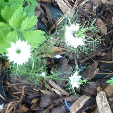 Love-in-a-mist 'Persian Jewels'
