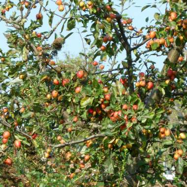 Crab Apple 'Evereste'