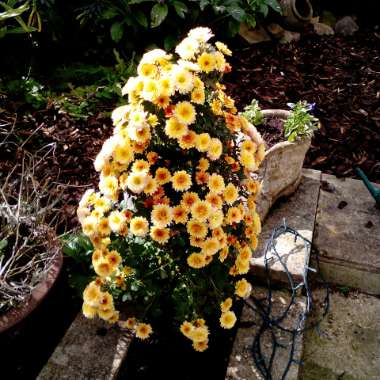 Chrysanthemum 'Poppins Yellow Jewel'