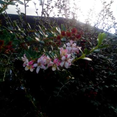 Sheila's garden