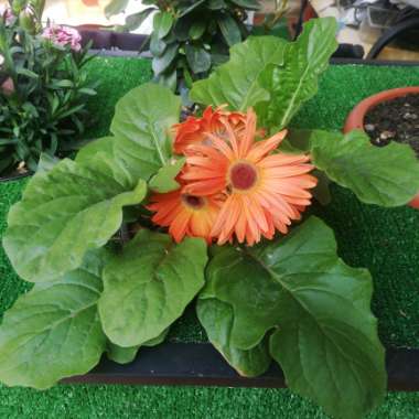 Gerbera Daisy