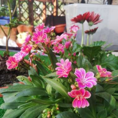Paolo's garden