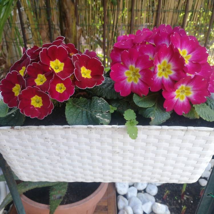 Plant image Primula 'Scentsation Raspberry Ripple'