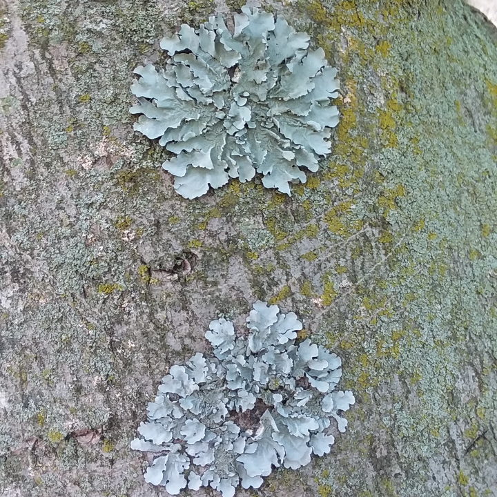 Plant image Flavoparmelia Carerata