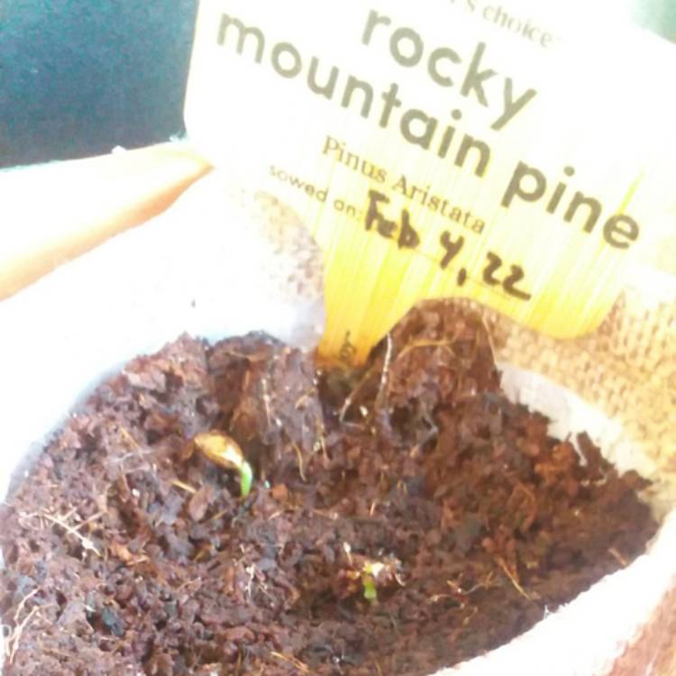 plant image 1564111