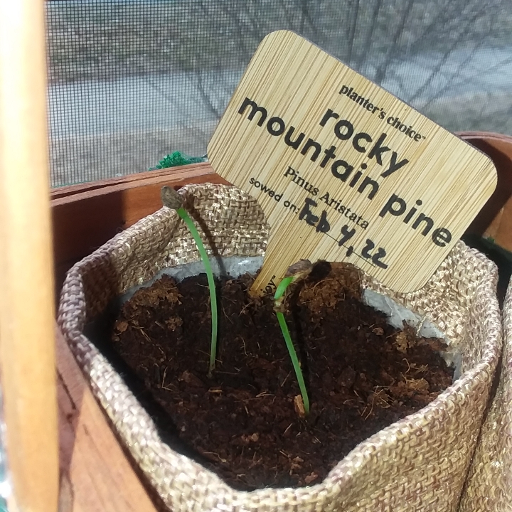 Plant image Pinus Aristata