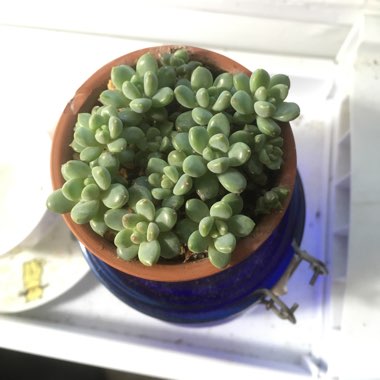 Pachyveria 'Little Jewel'