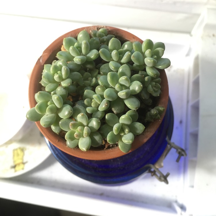 plant image 1003261