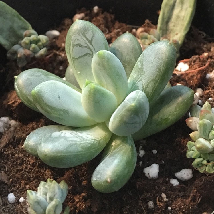 plant image 886729 plant image 886729