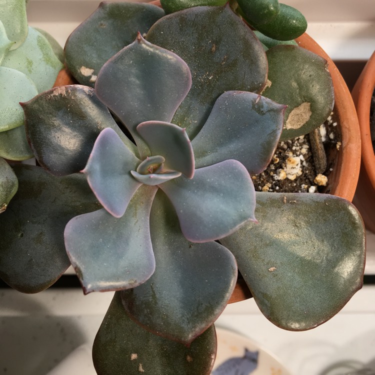 plant image 907897