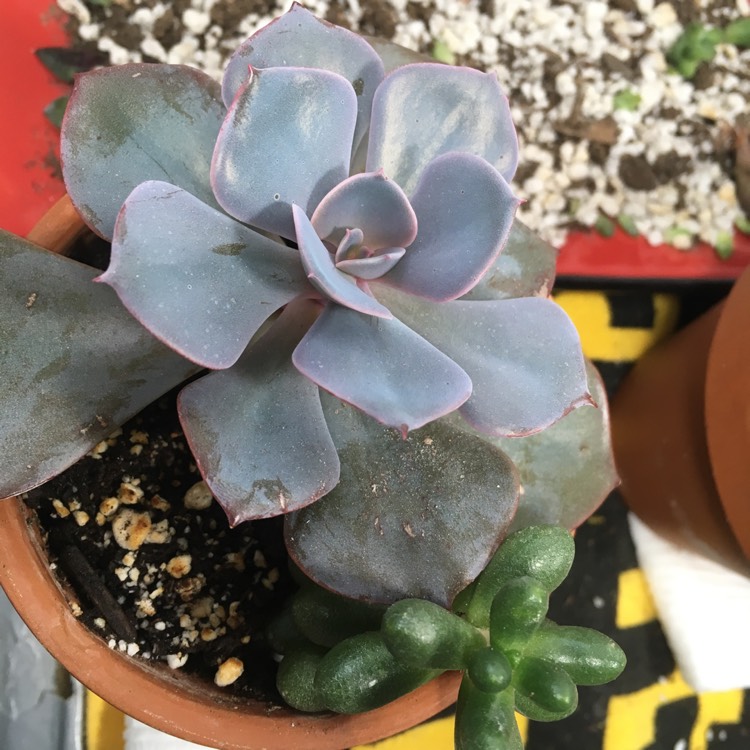 plant image 918645
