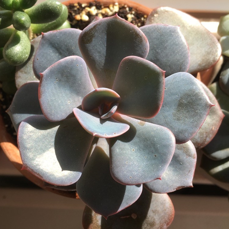 plant image 932893