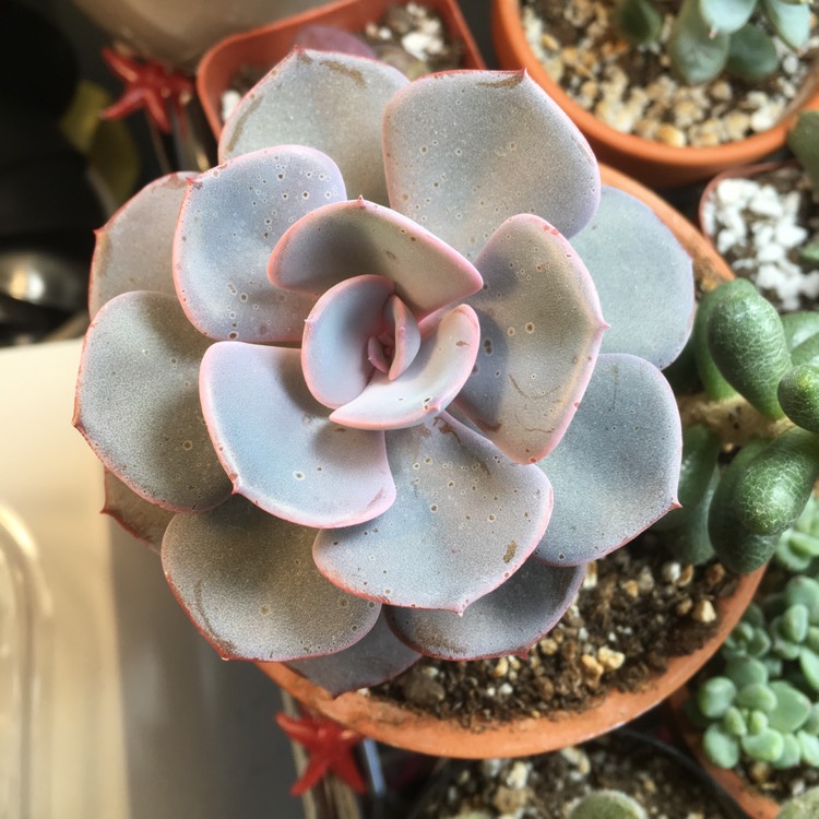 plant image 997780