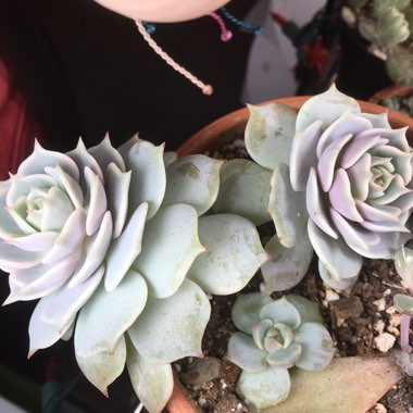 Echeveria 'Lola'