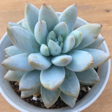 xSedeveria Lilac Mist