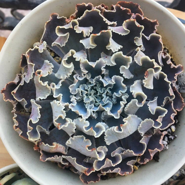 Plant image Echeveria Shaviana Truffles