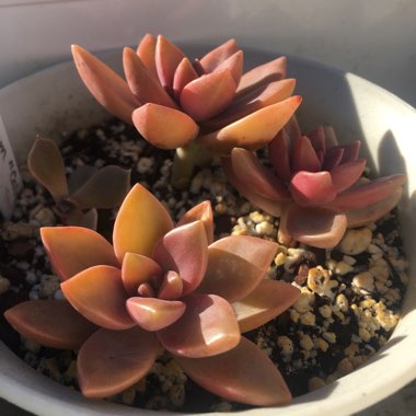x Graptosedum California Sunset