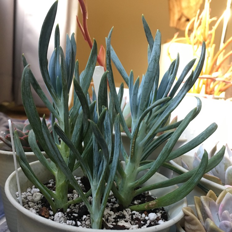 Plant image Senecio mandraliscae