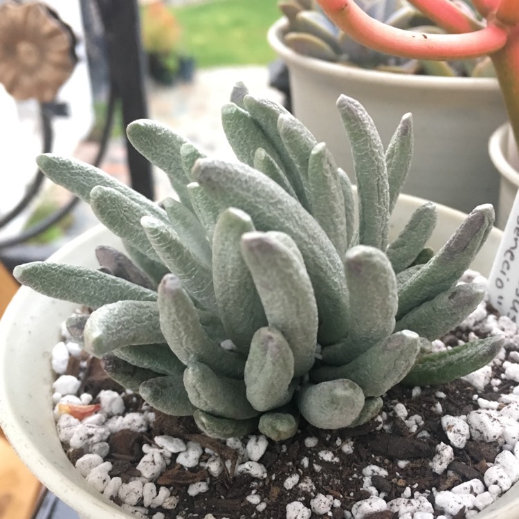 Plant image Senecio Scaposus