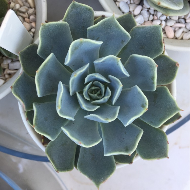plant image 658915 plant image 658915