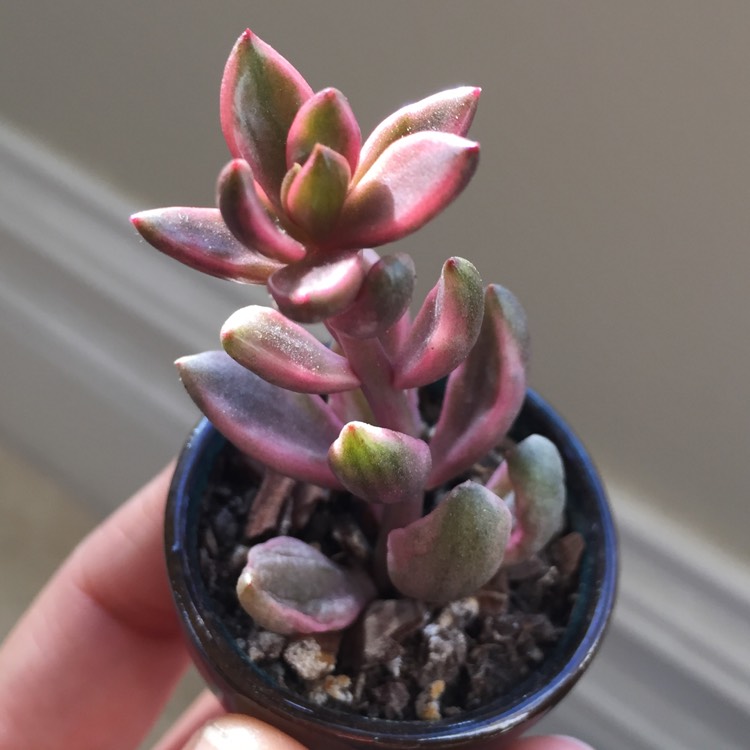 plant image 658927