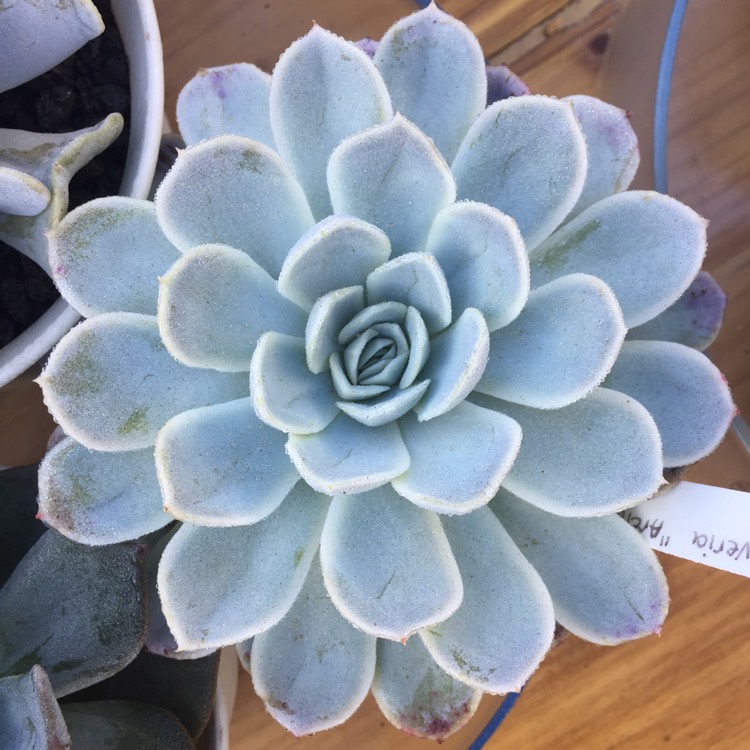 plant image 688486 plant image 688486