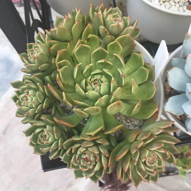 xGraptoveria Olivia