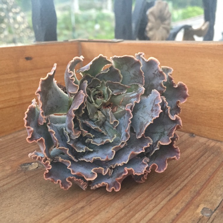 plant image 834767 plant image 834767