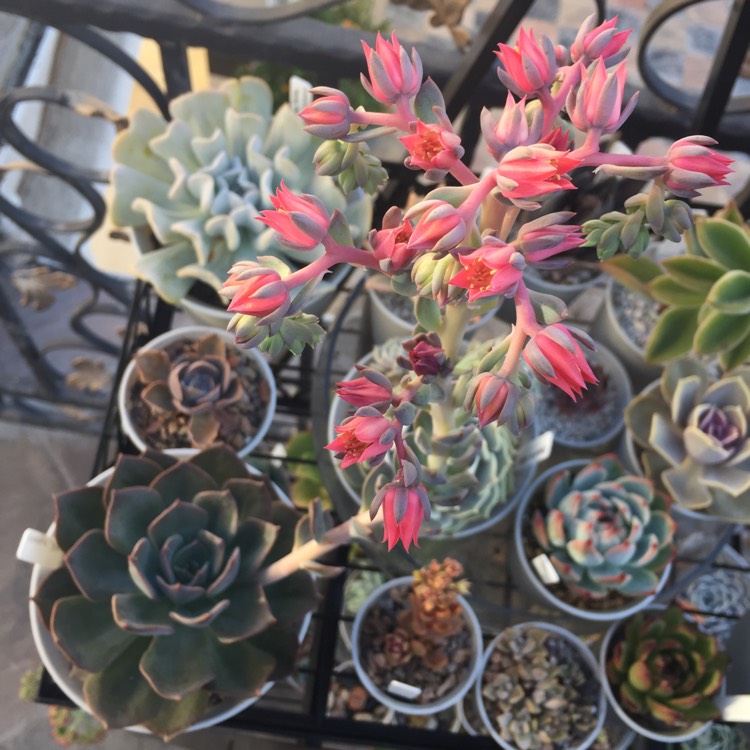 Plant image Echeveria Blue Prince