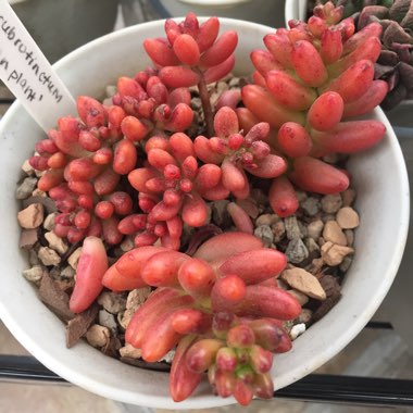 Sedum Rubrotinctum 'Aurora'