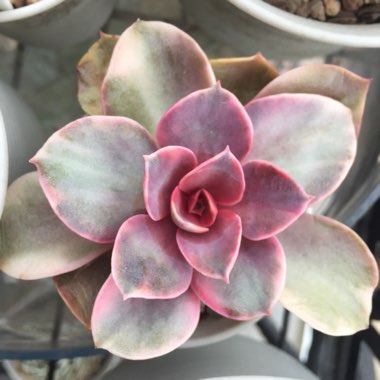 Echeveria Perle Von Nurnburg Variegata