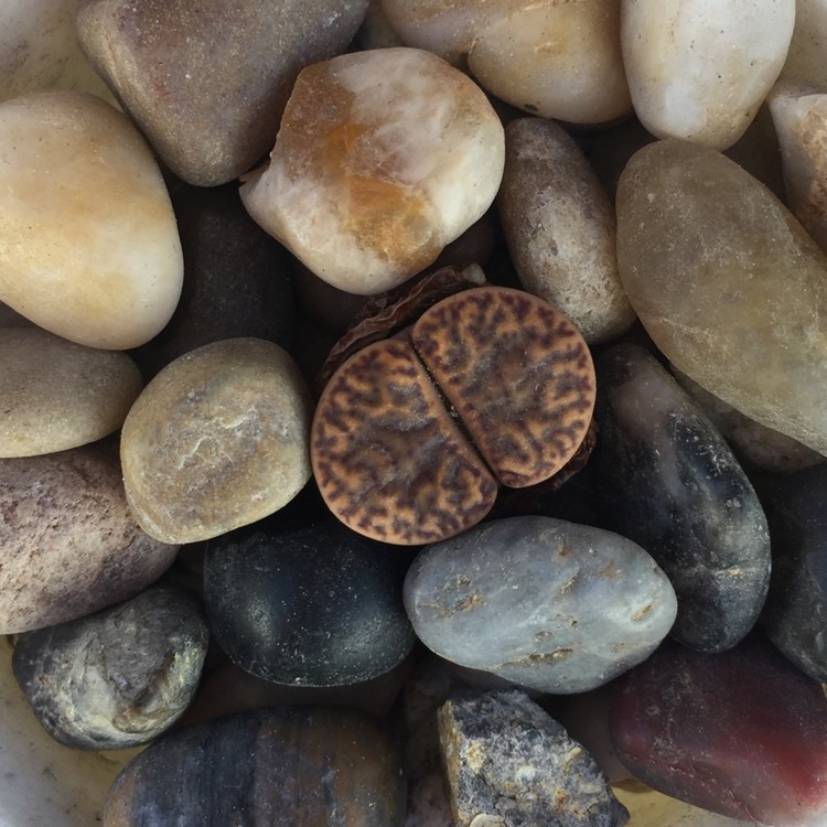 Plant image Lithops Aucampiae Koelemanii