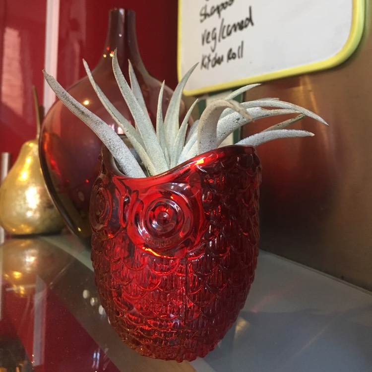 Plant image Tillandsia ixioides