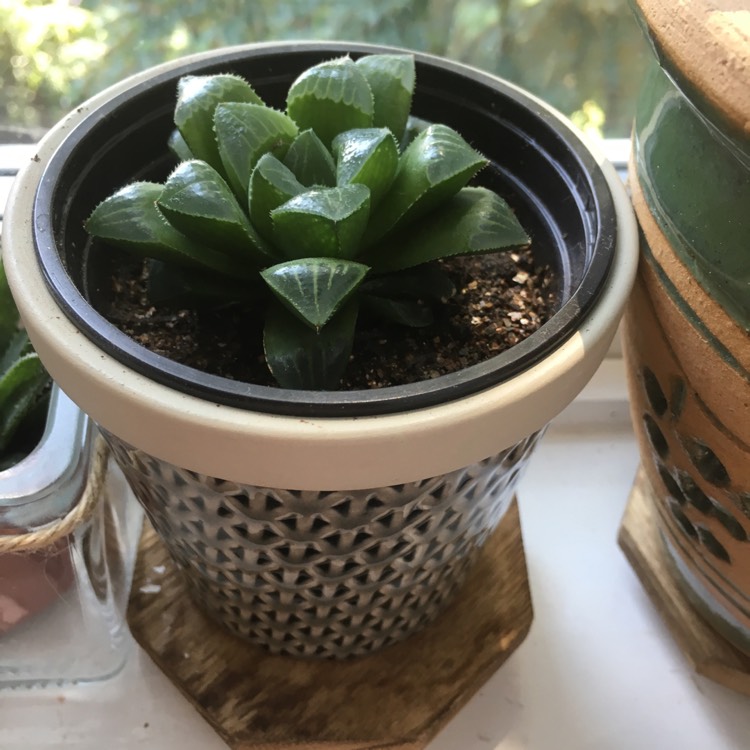 Plant image Haworthia magnifica var. Acuminata
