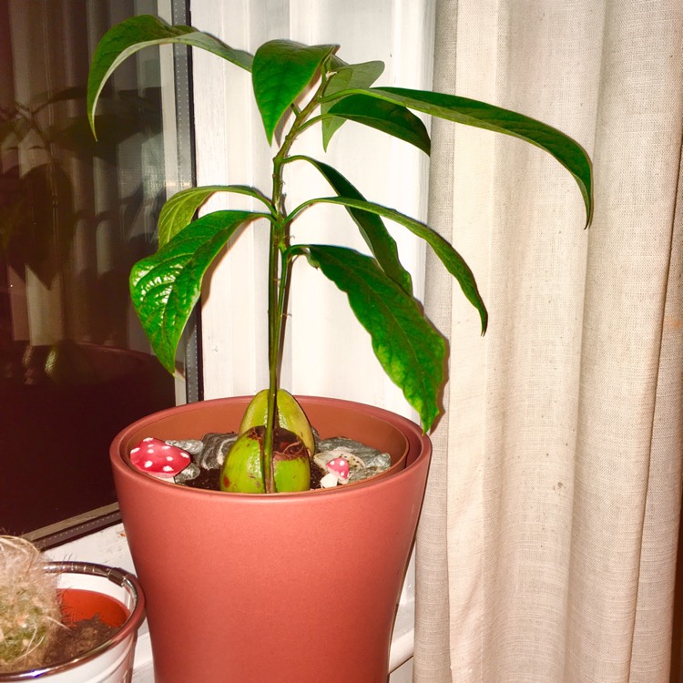 plant image 555604