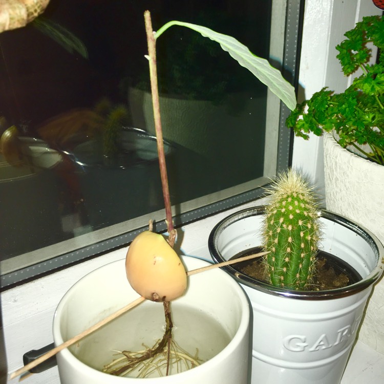 plant image 555609