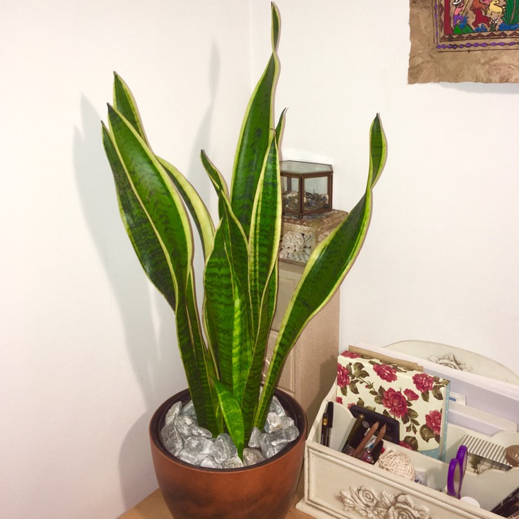 plant image 555614 plant image 555614