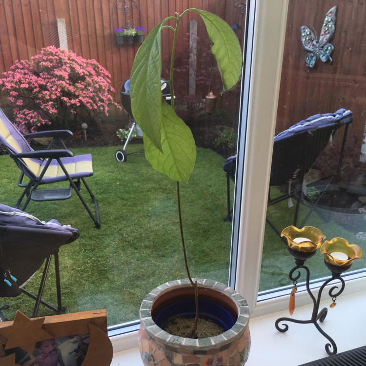 plant image 686808