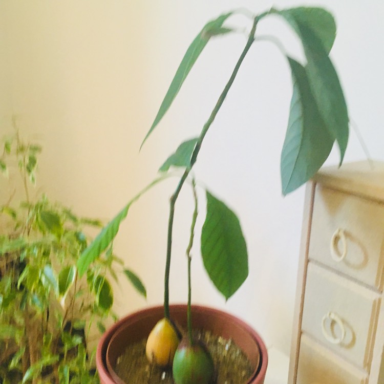 plant image 783843