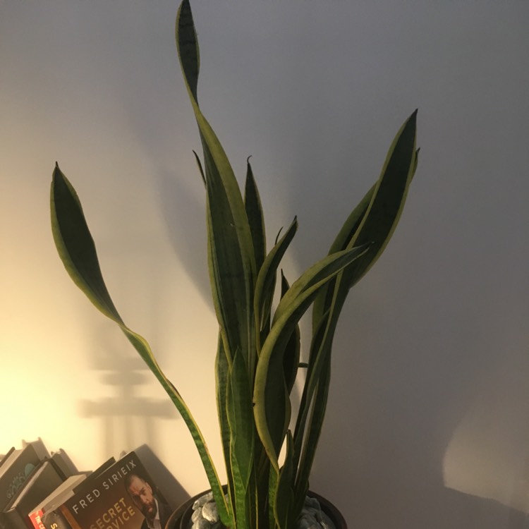 plant image 783859 plant image 783859