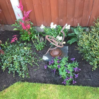 Charlotte's garden