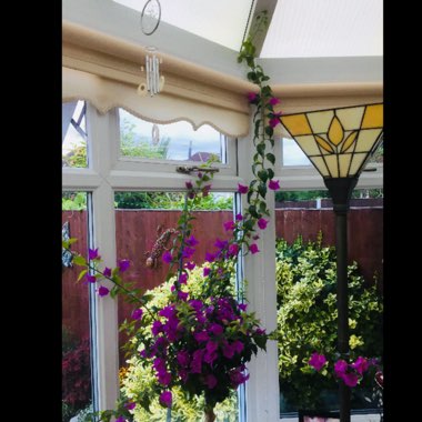Bougainvillea