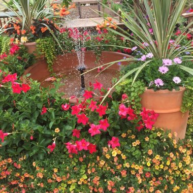 Charlotte's garden