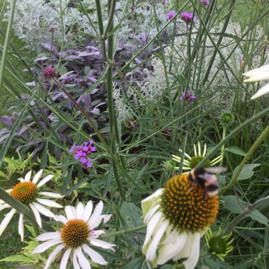 Charlotte's garden