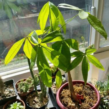 Pachira aquatica