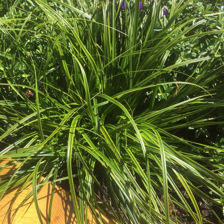 Plant image Carex oshimensis 'Everlime'